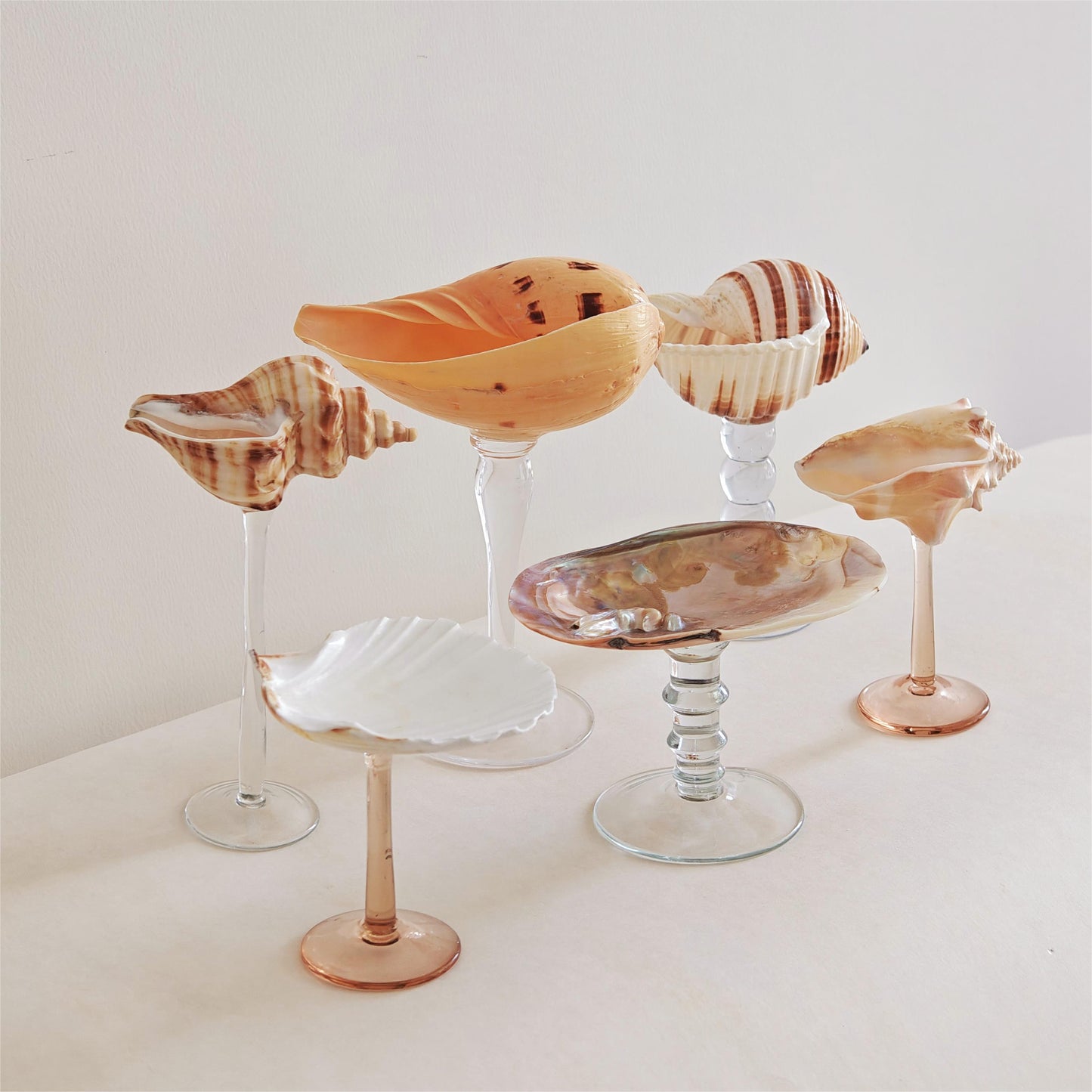 6 shellglass【A whole set】