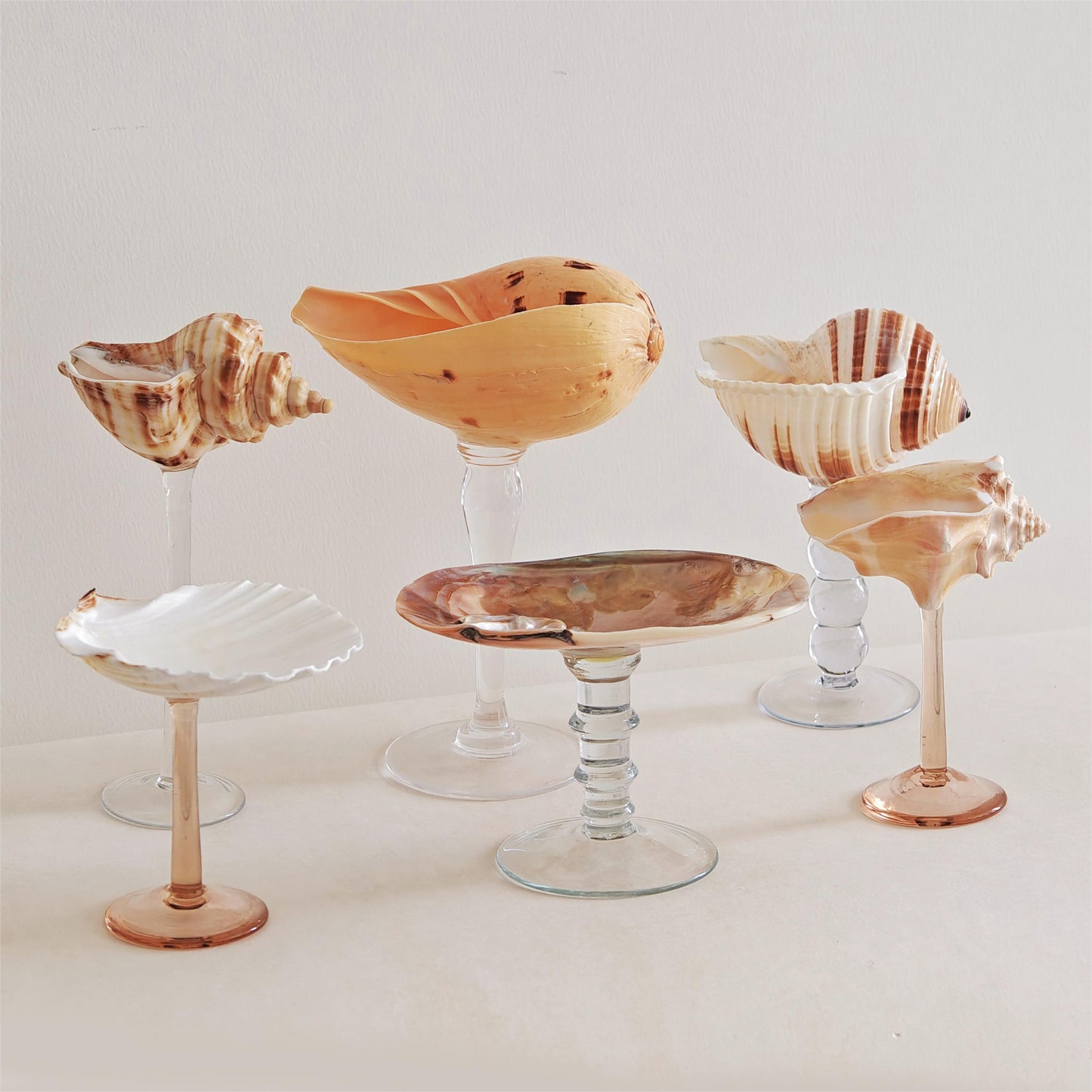 6 shellglass【A whole set】