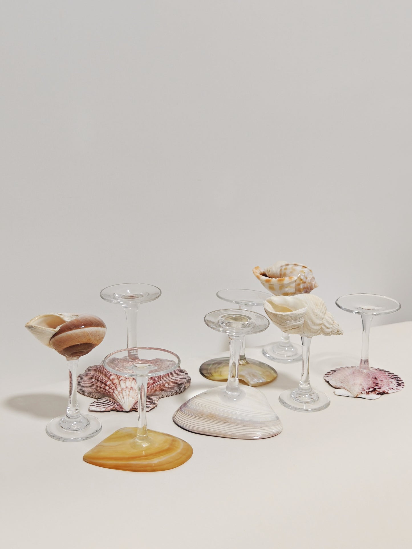 8 shellglass【A whole set】