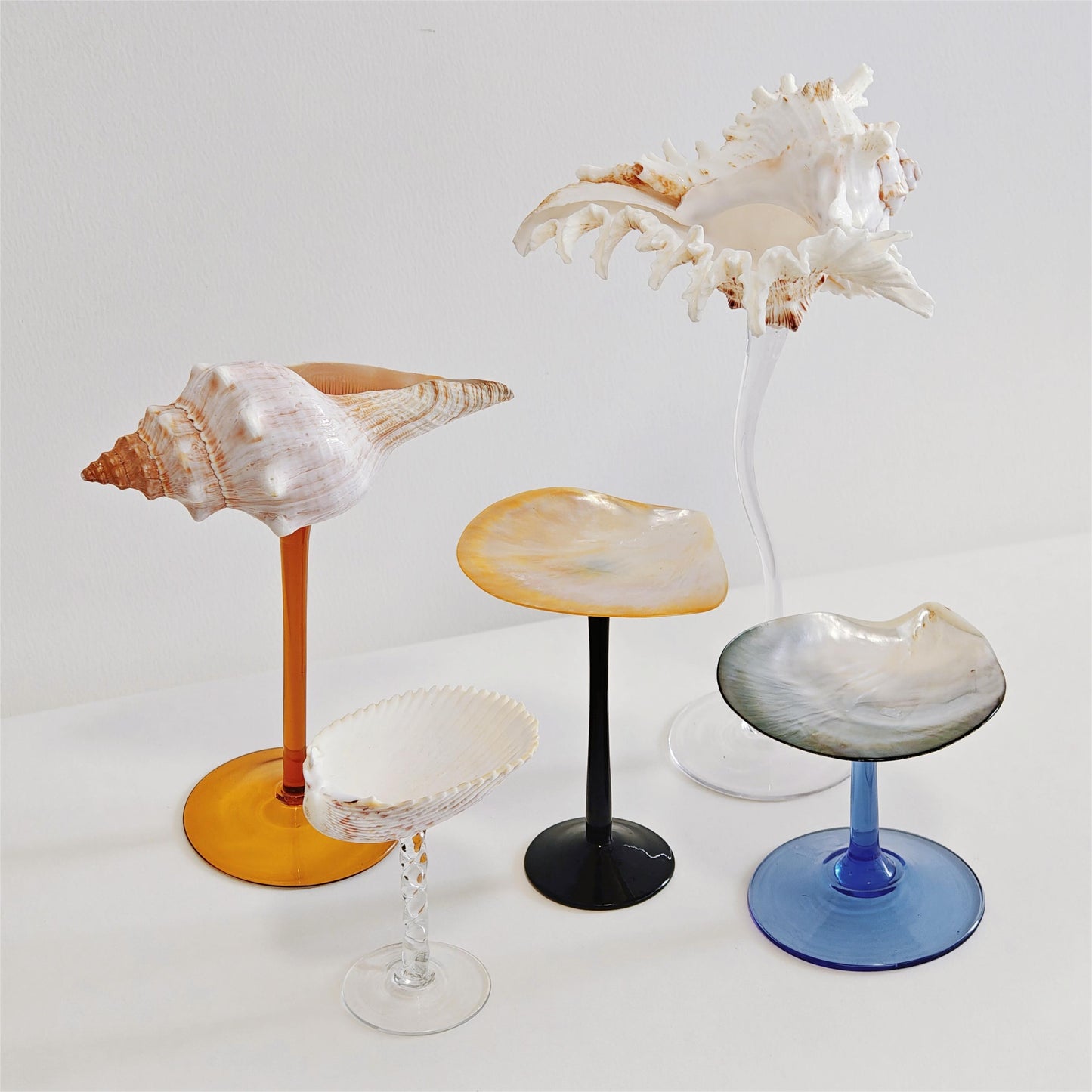 5 shellglass【A whole set】