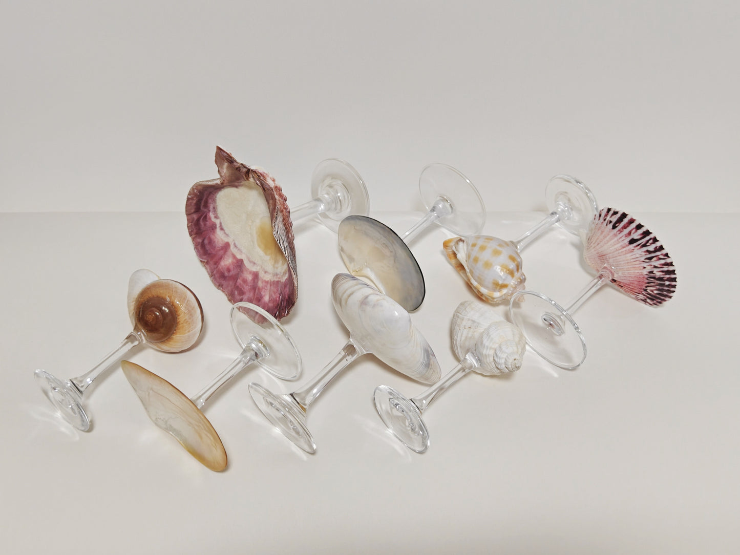 8 shellglass【A whole set】
