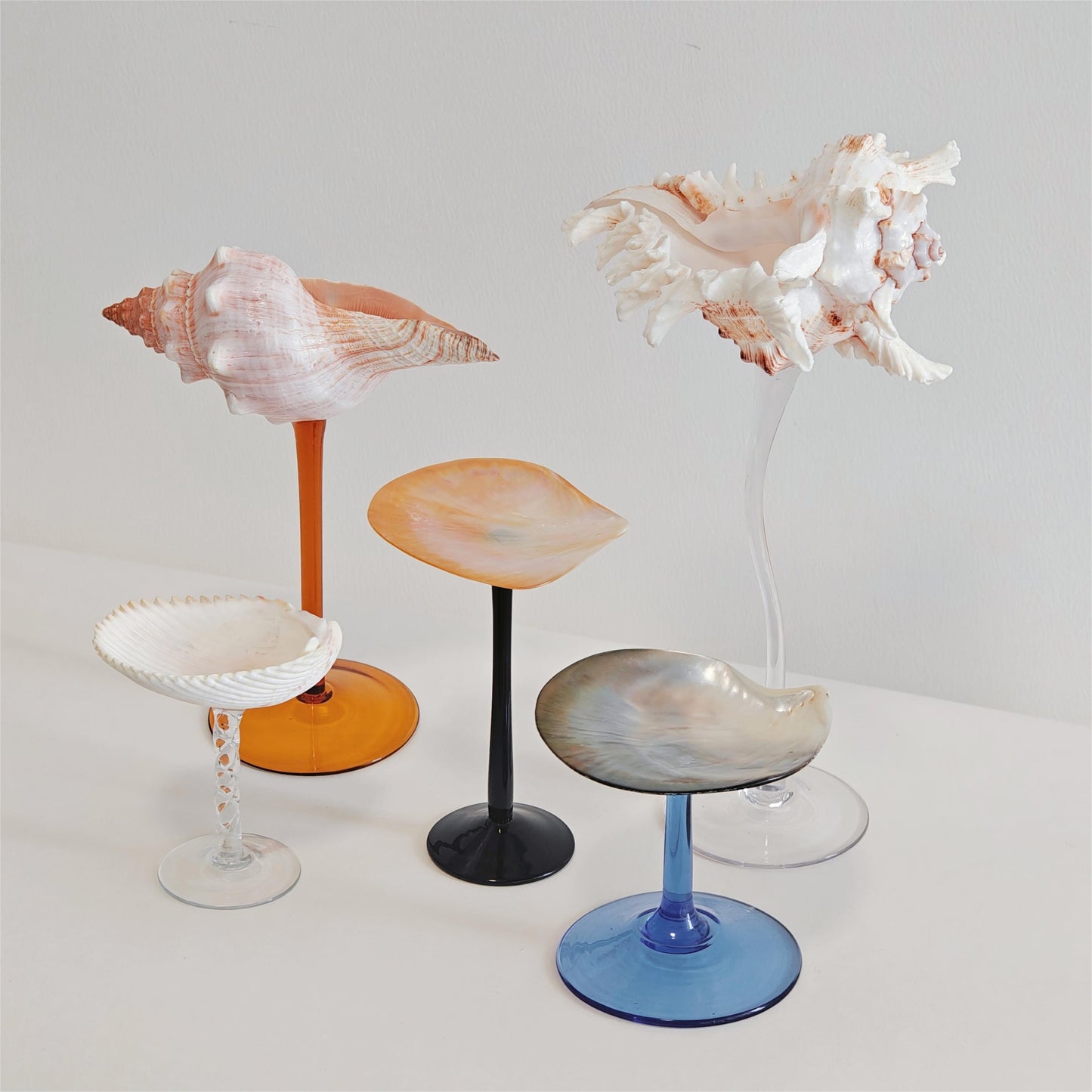 5 shellglass【A whole set】