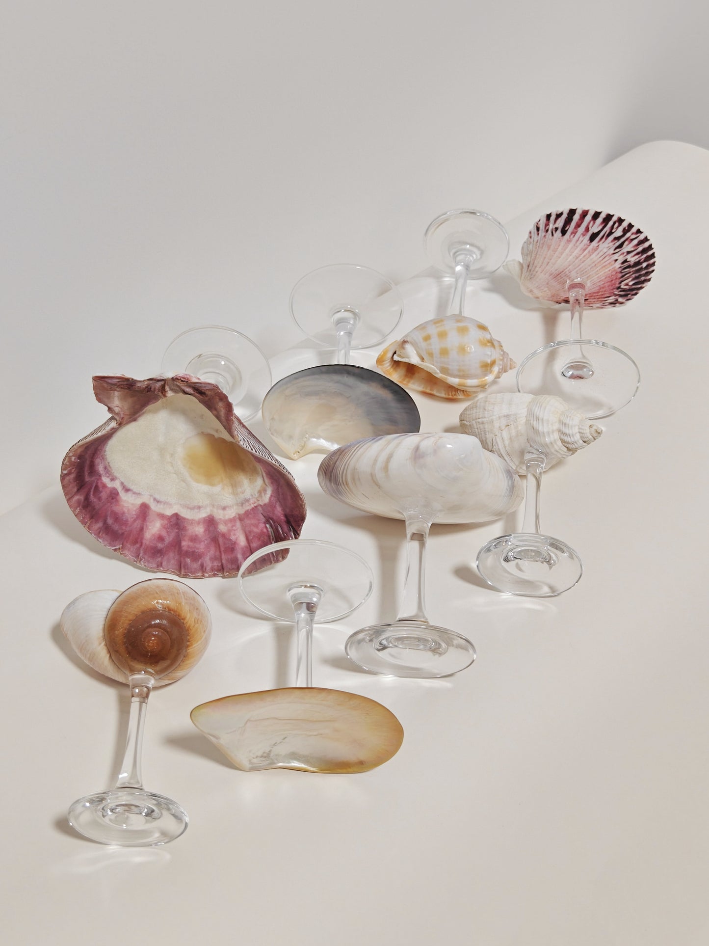 8 shellglass【A whole set】