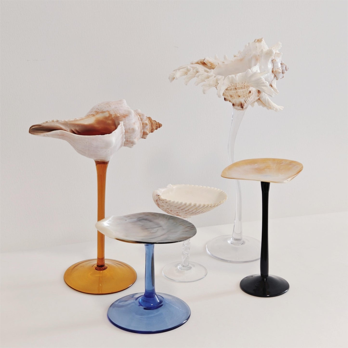 5 shellglass【A whole set】