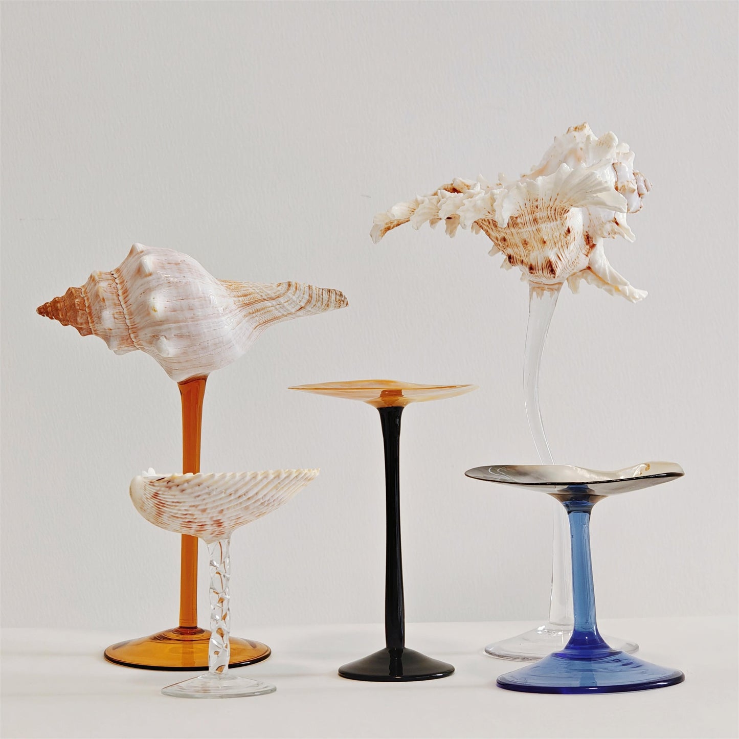 5 shellglass【A whole set】