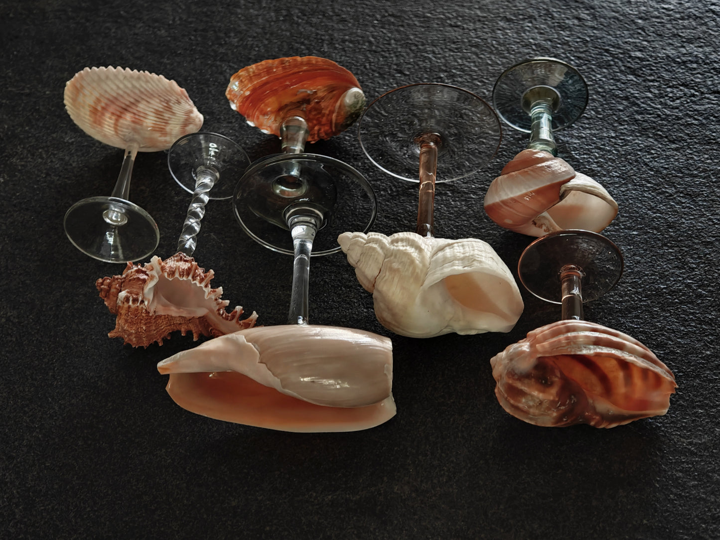 7 shellglass【A whole set】