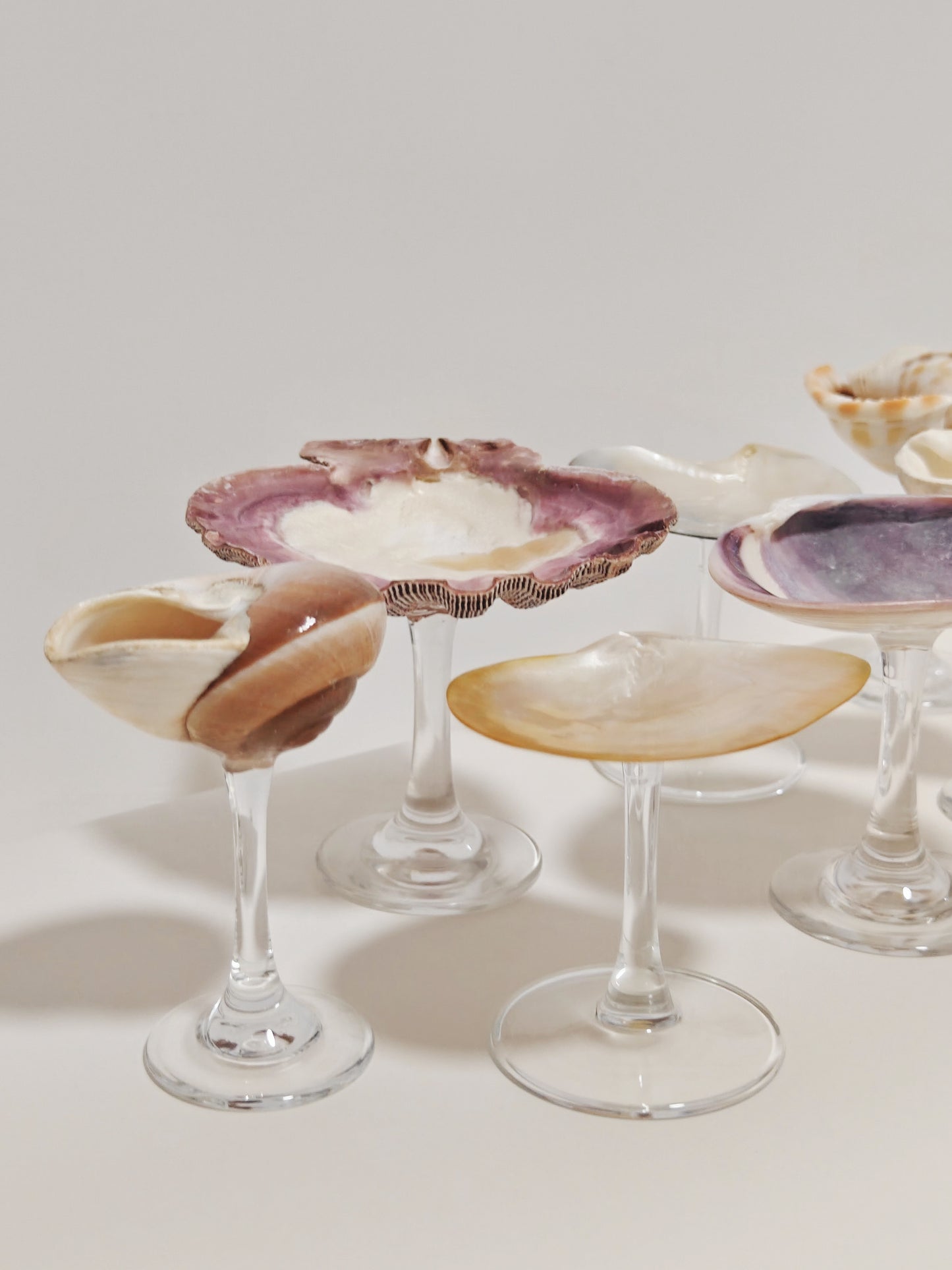 8 shellglass【A whole set】