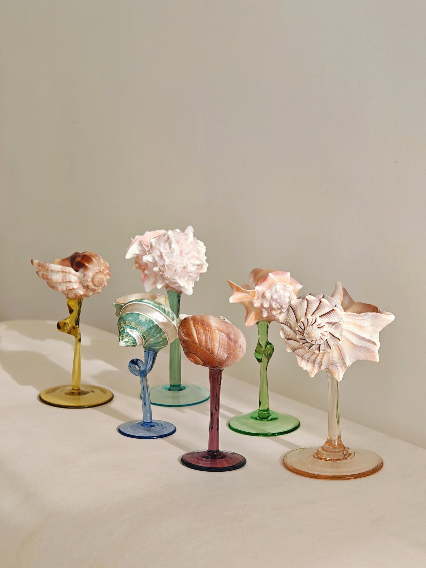 6 shellglass【A whole set】
