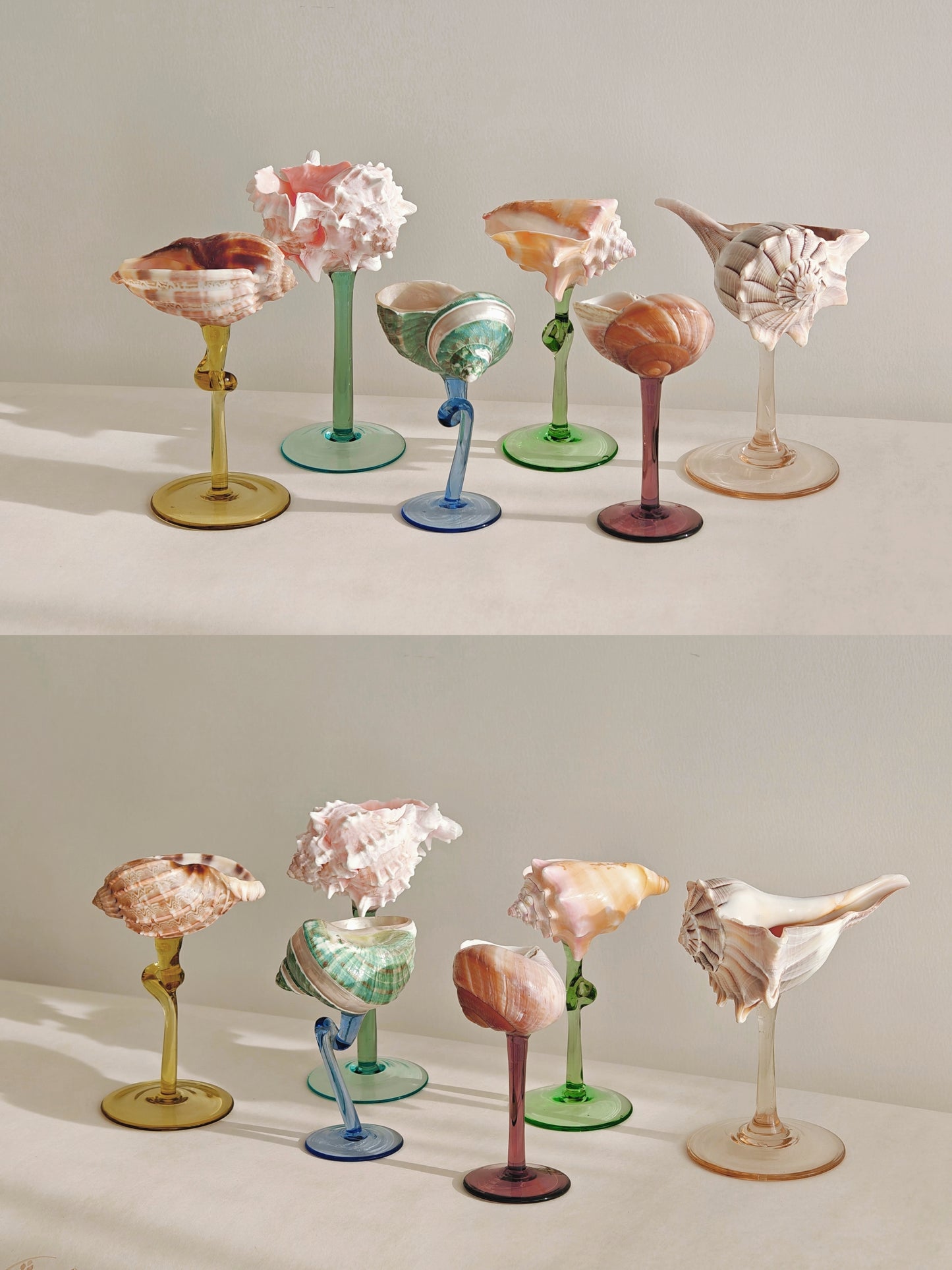 6 shellglass【A whole set】