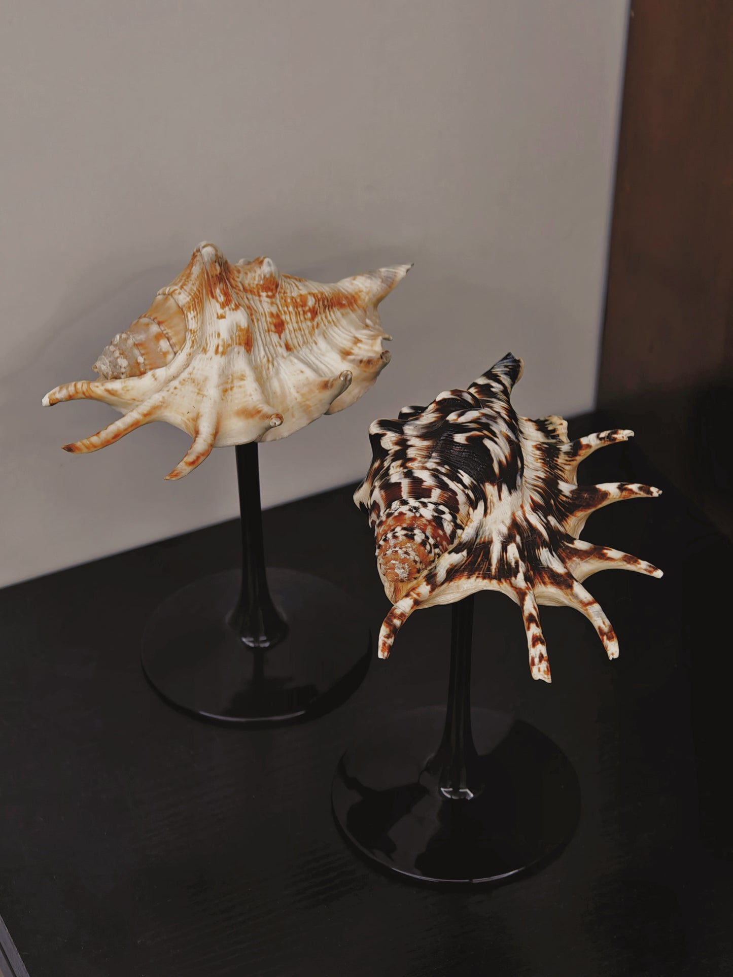 2shellglass【A whole set】
