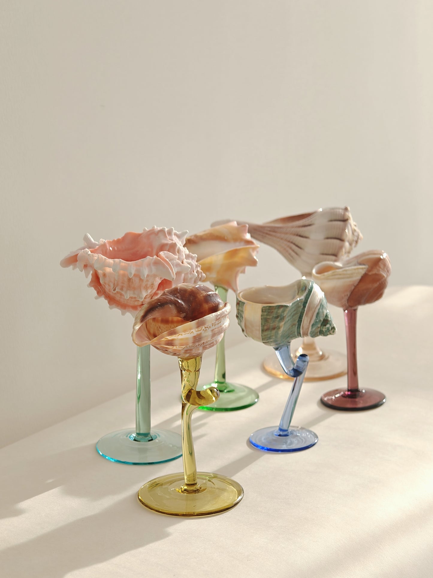 6 shellglass【A whole set】