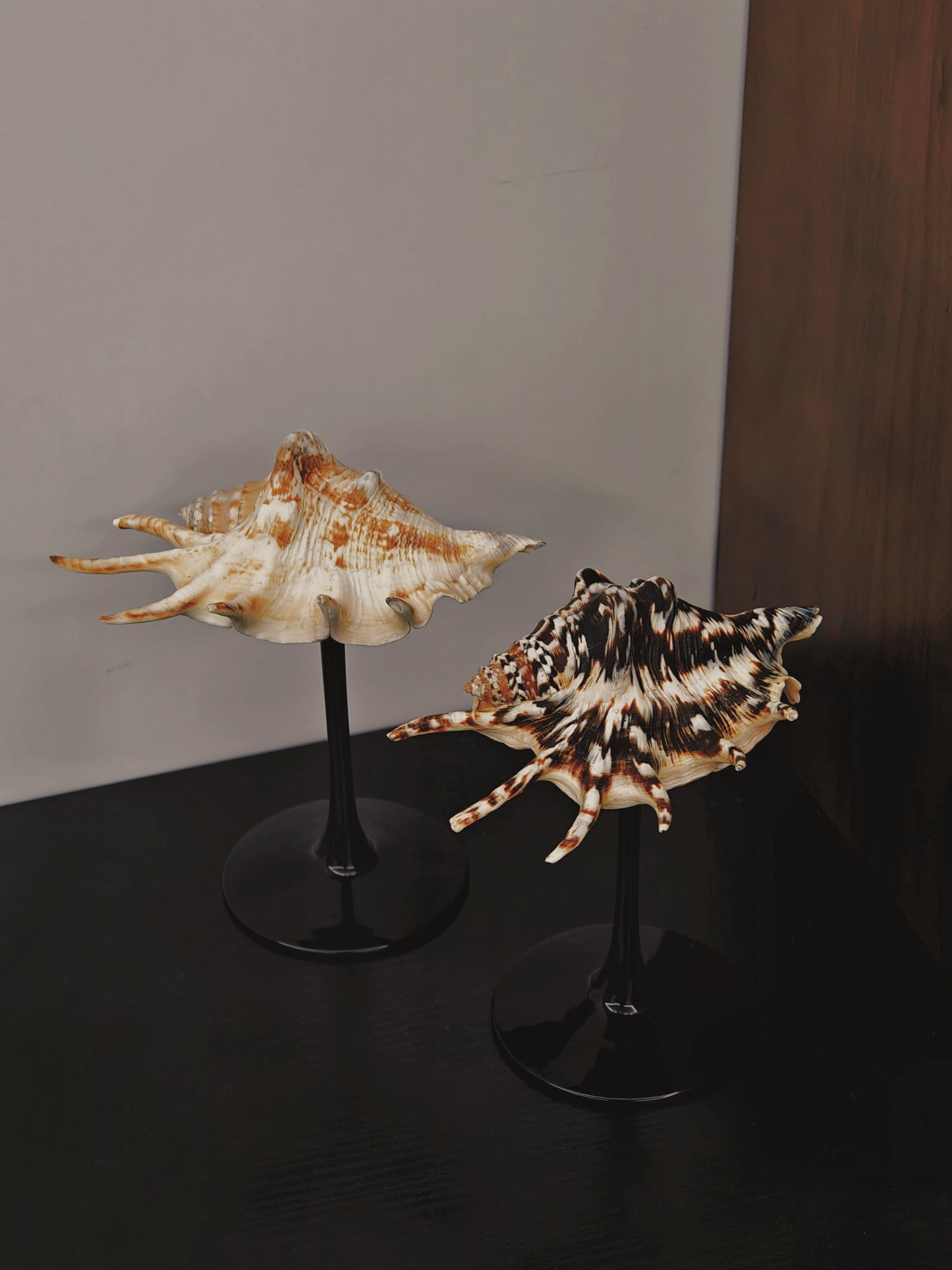 2shellglass【A whole set】