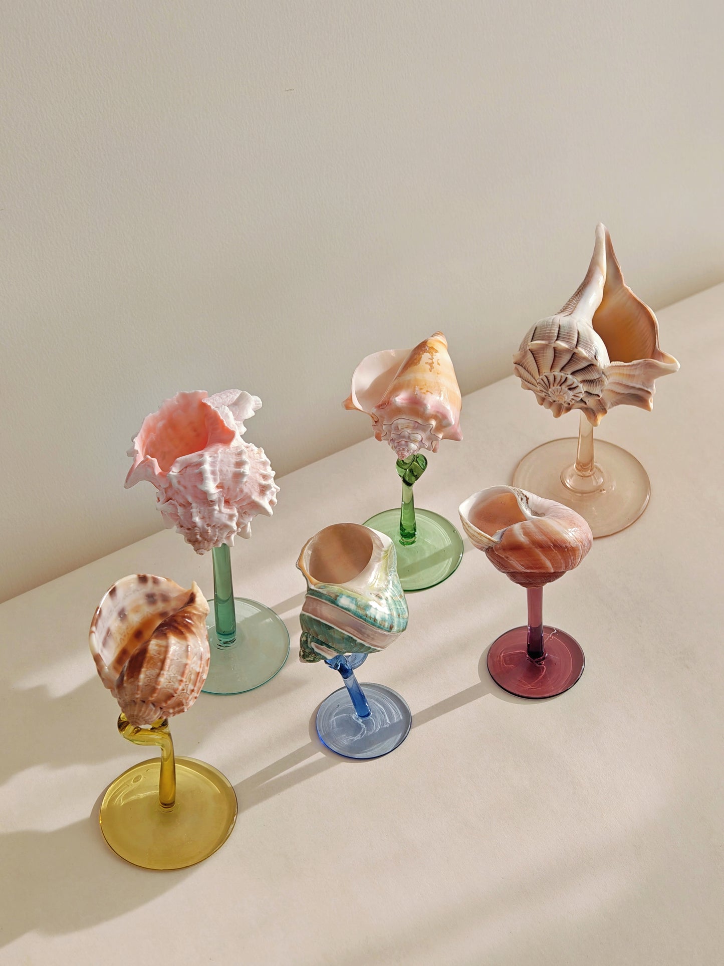 6 shellglass【A whole set】