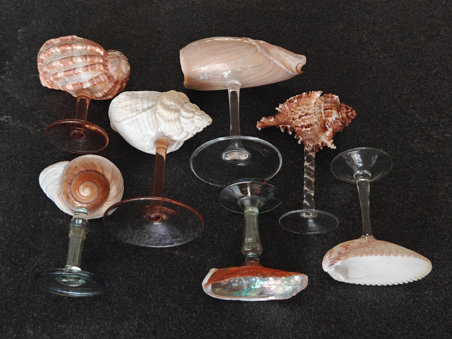 7 shellglass【A whole set】