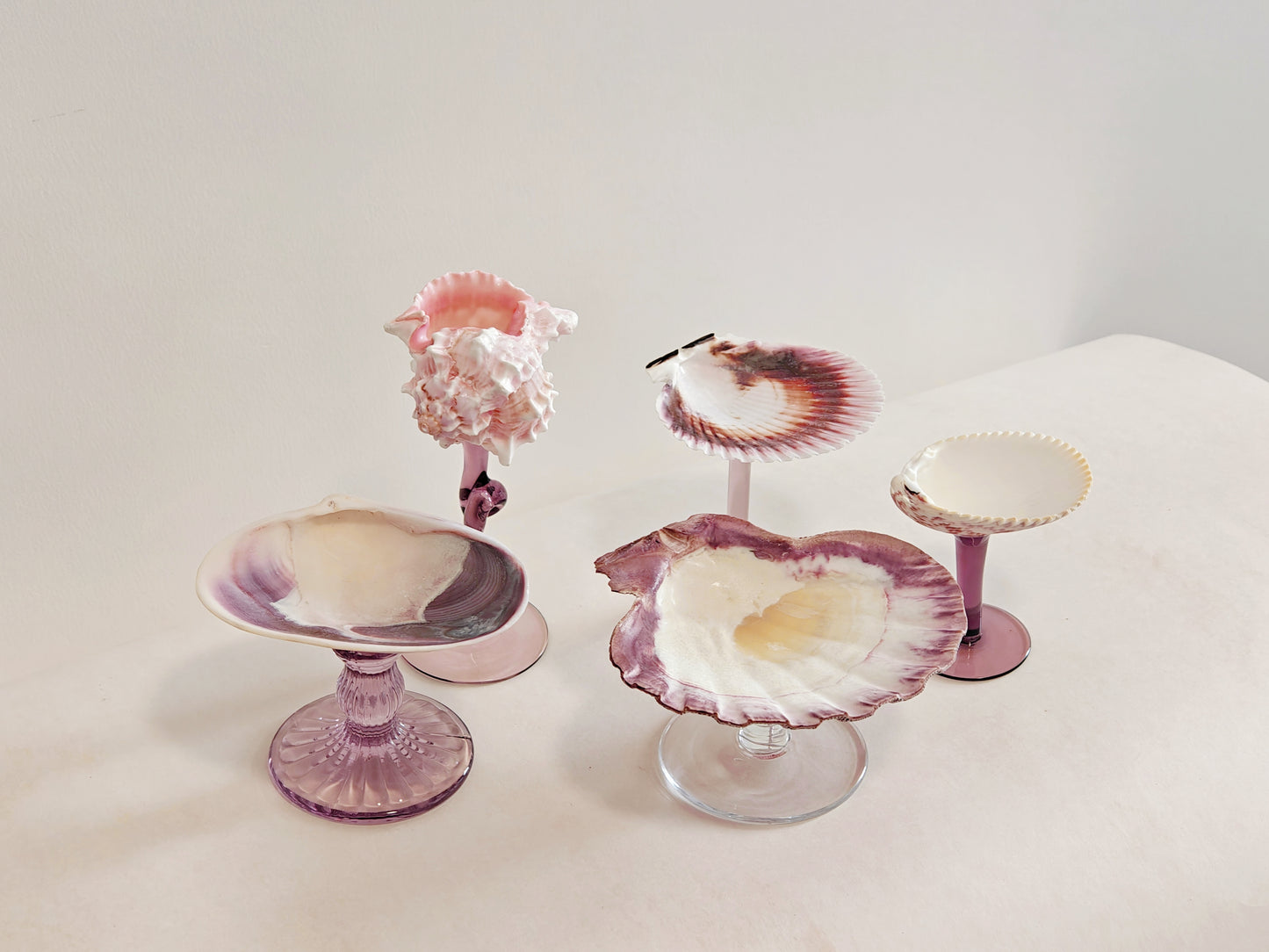 5 shellglass【A whole set】