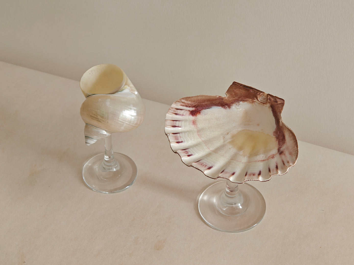 2shellglass【A whole set】