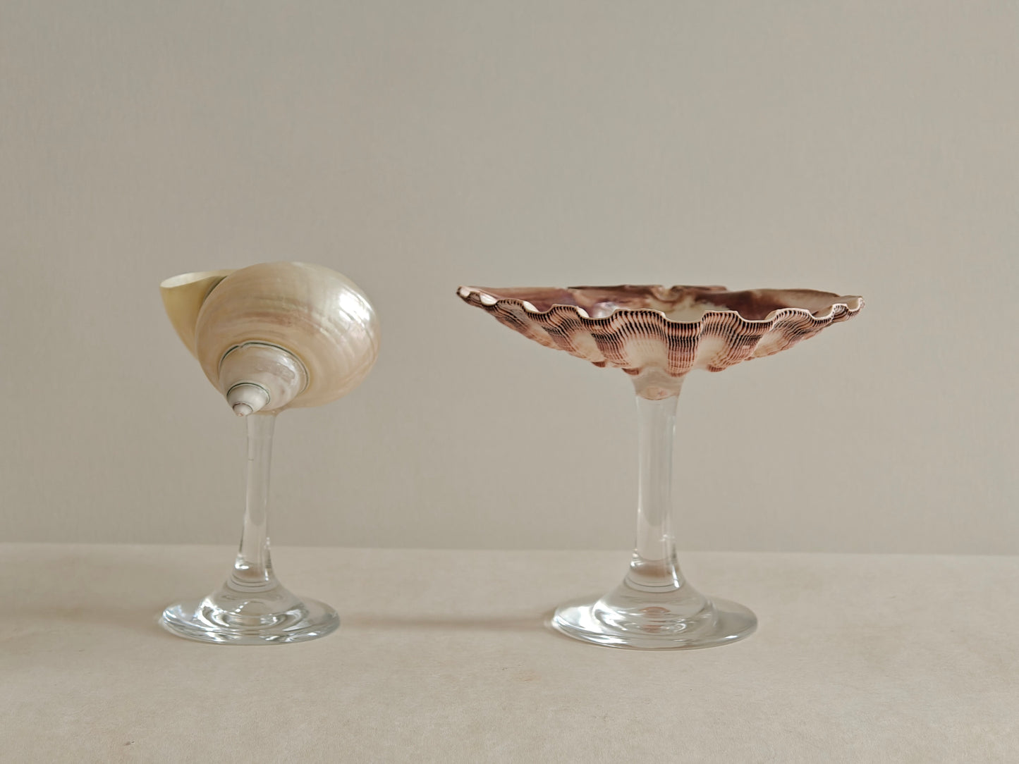 2shellglass【A whole set】