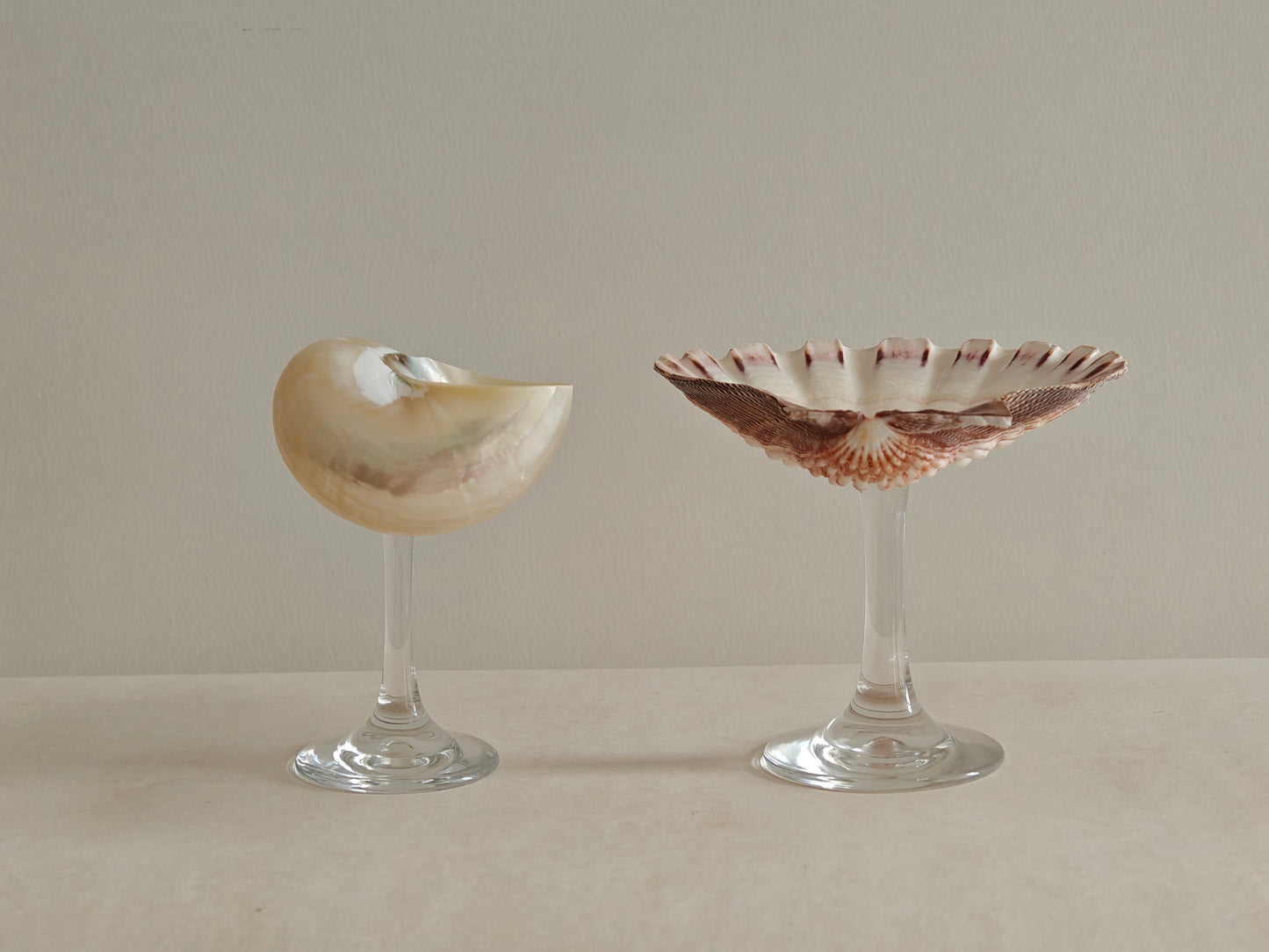 2shellglass【A whole set】