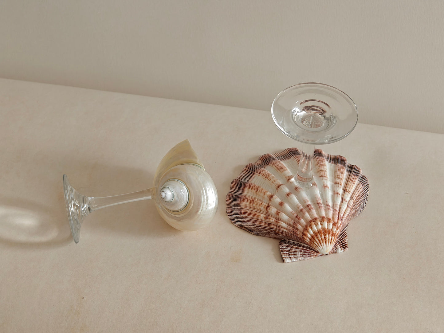 2shellglass【A whole set】