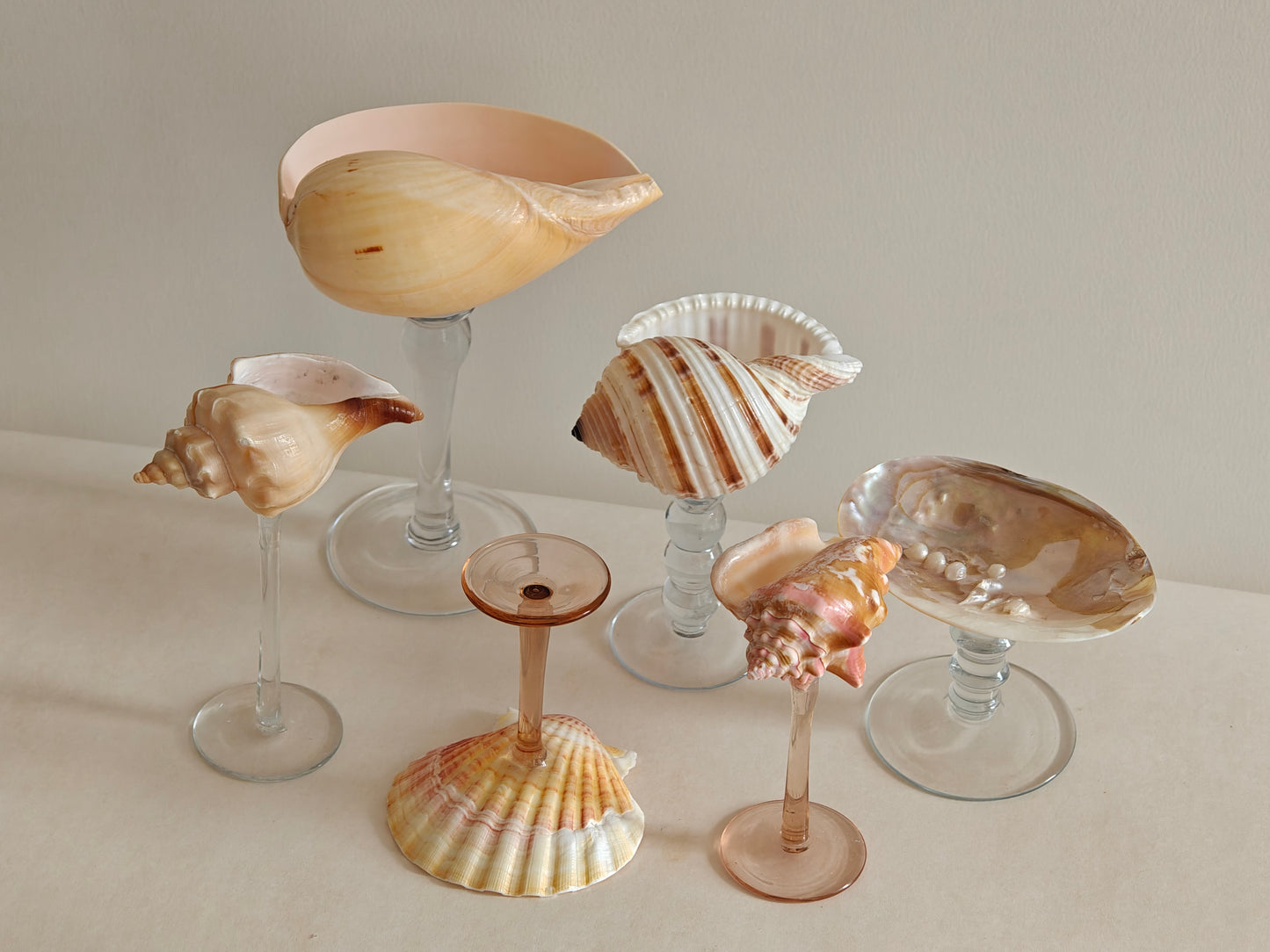 6shellglass【A whole set】