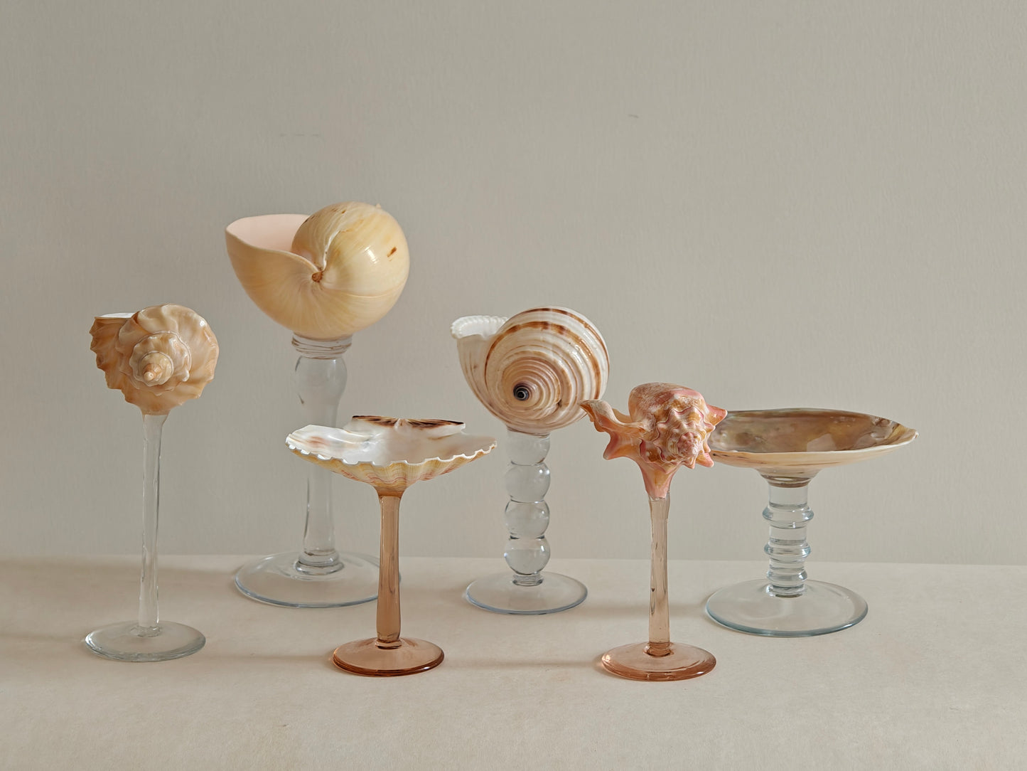 6shellglass【A whole set】