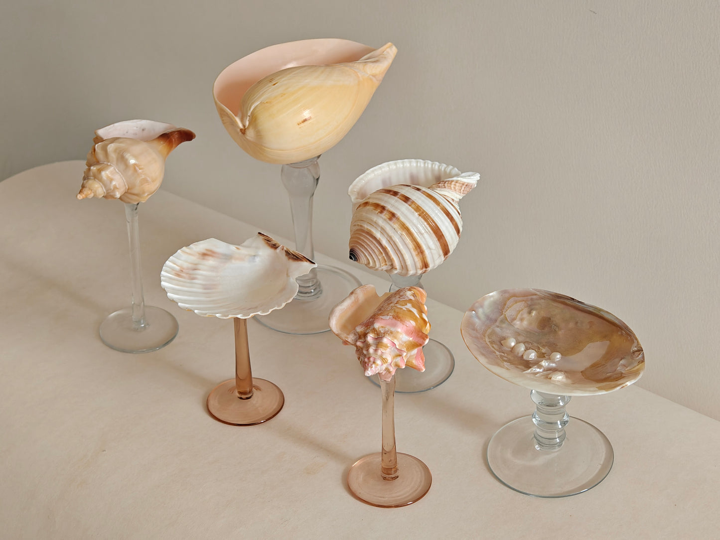6shellglass【A whole set】