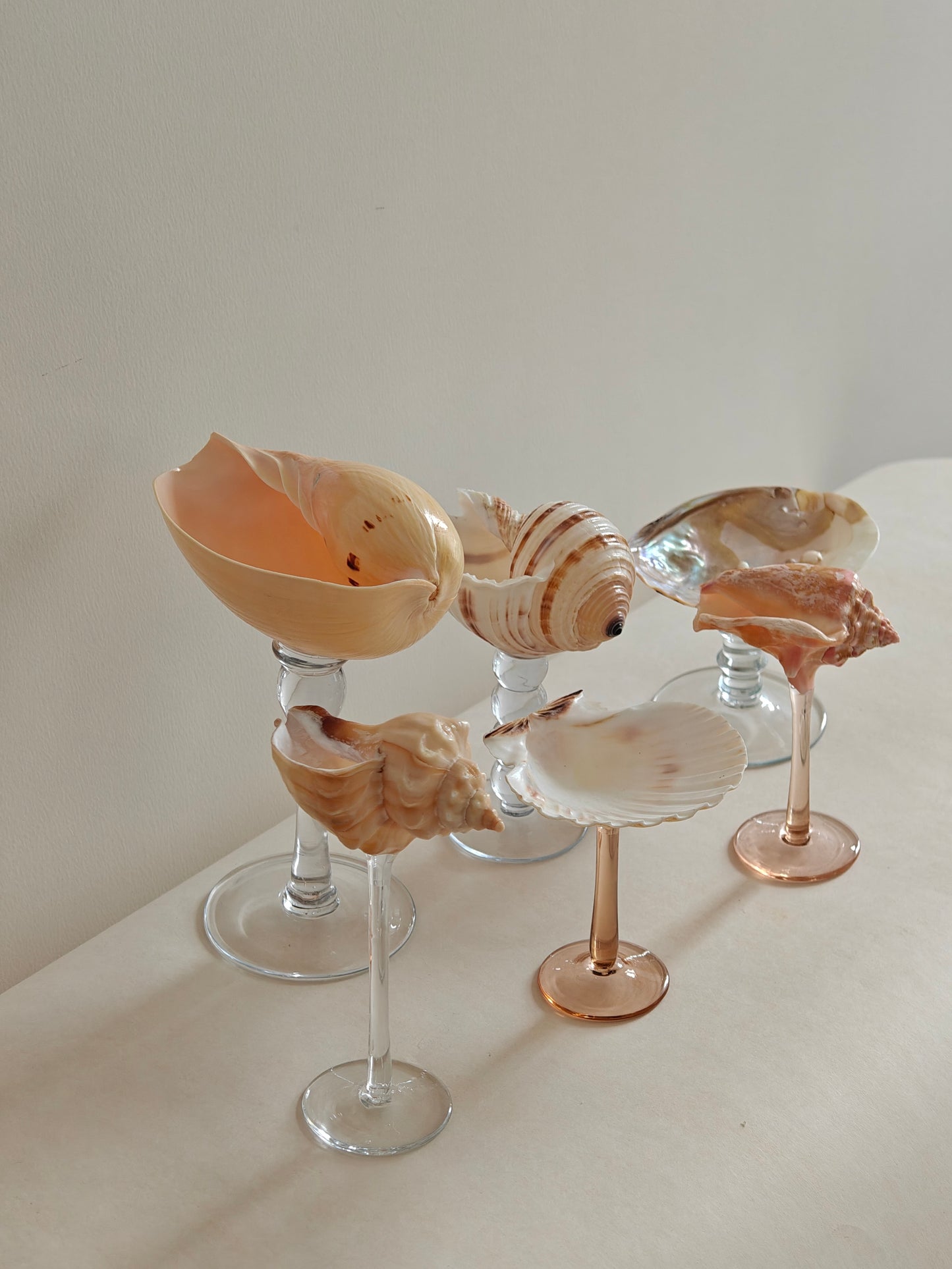 6shellglass【A whole set】