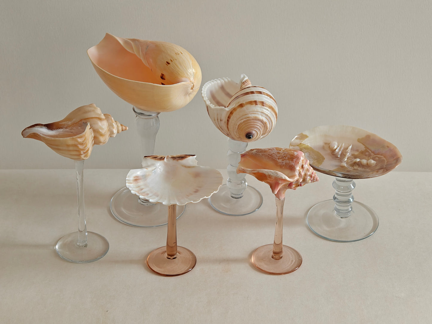 6shellglass【A whole set】