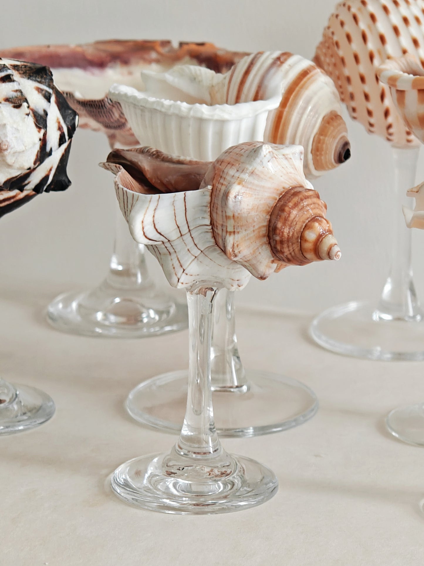 11 shellglass【A whole set】