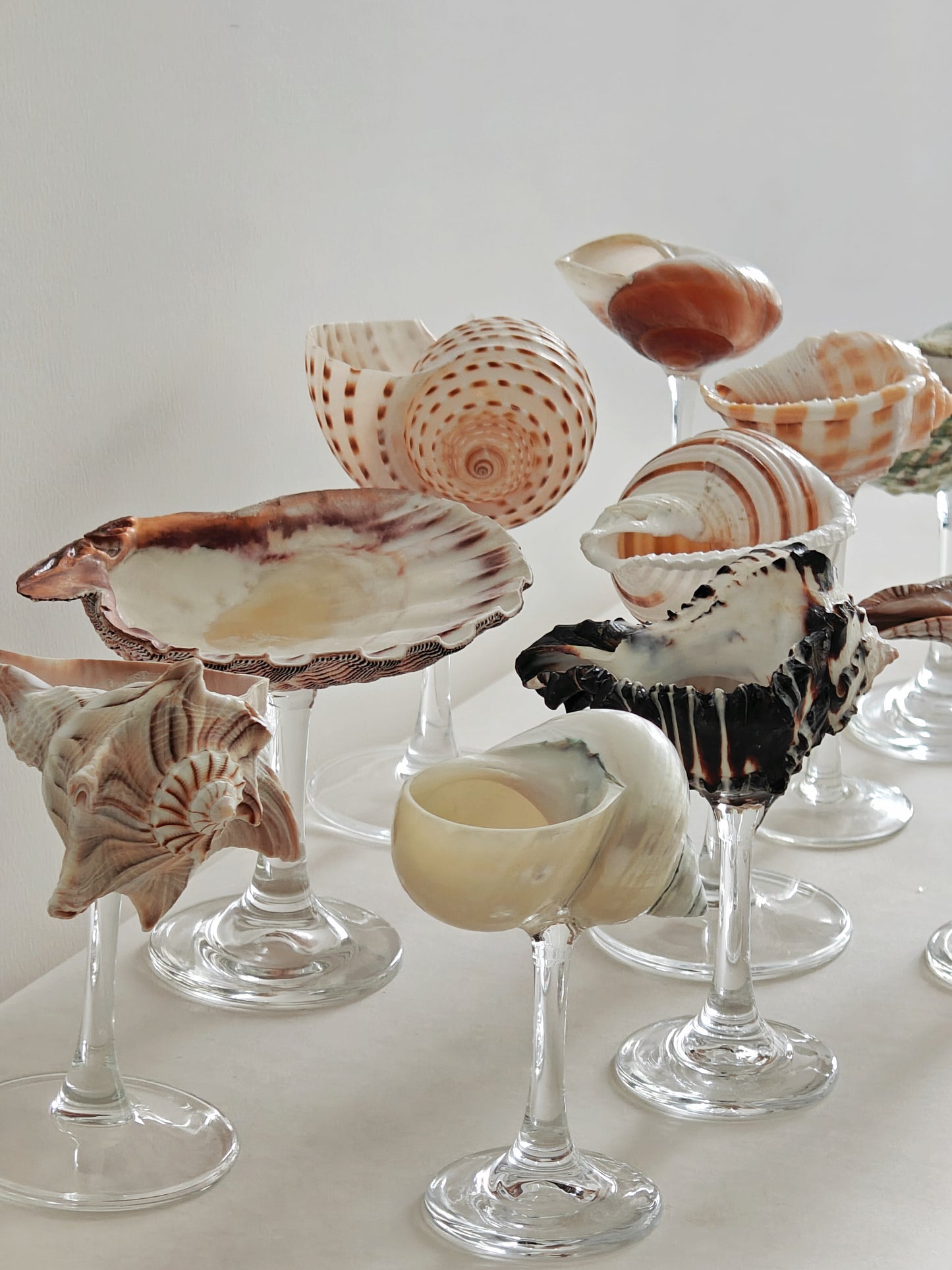 11 shellglass【A whole set】
