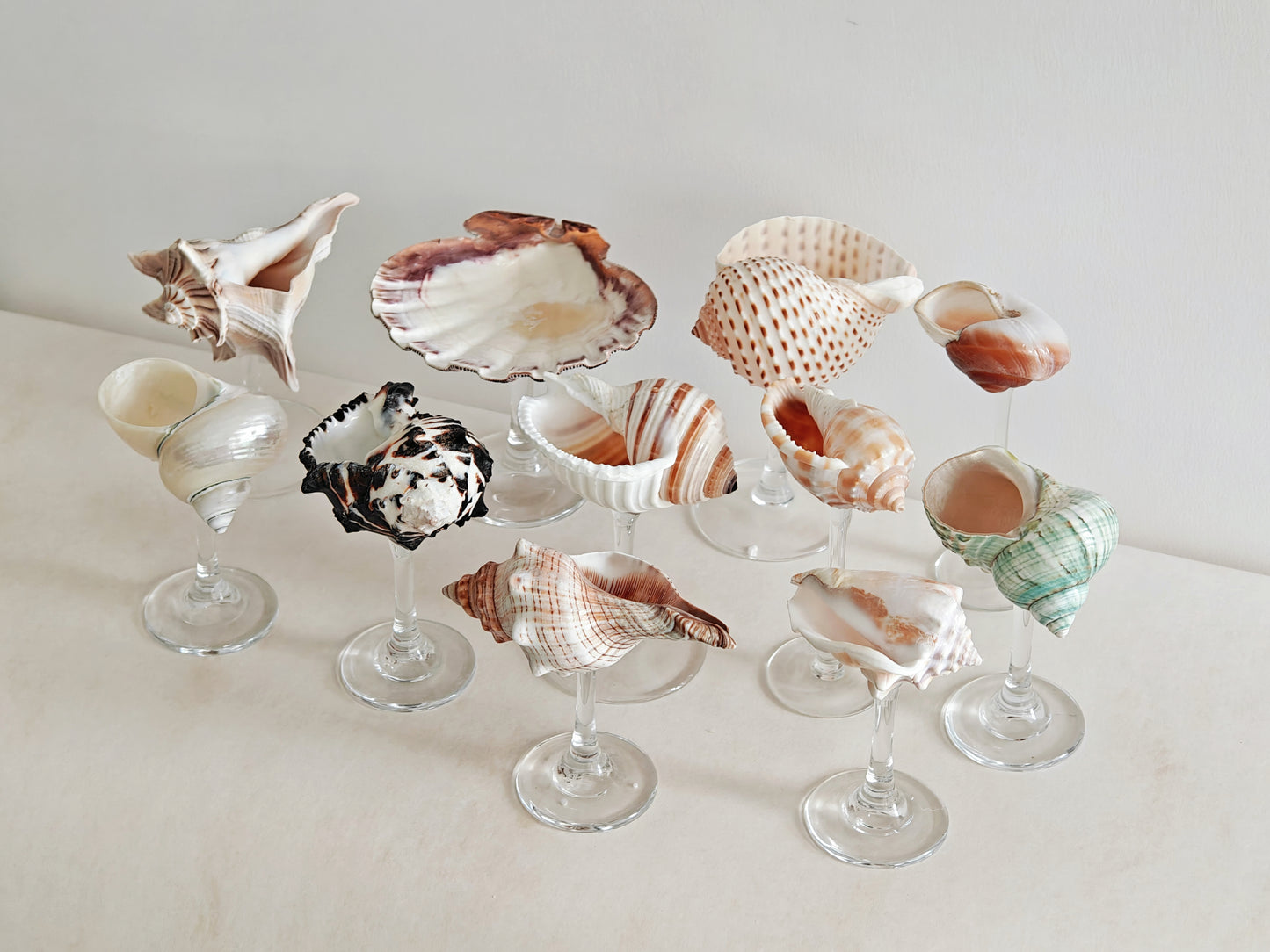 11 shellglass【A whole set】