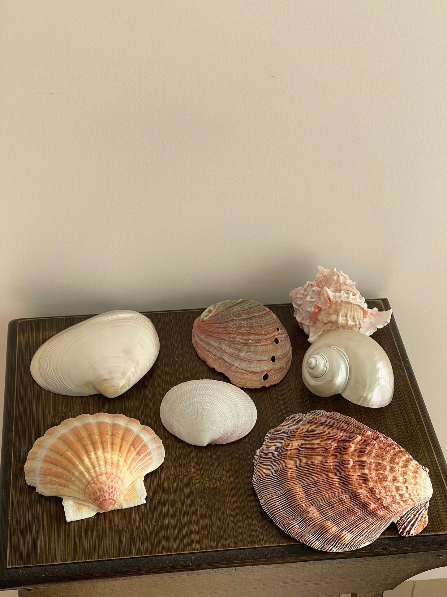 one shellglass