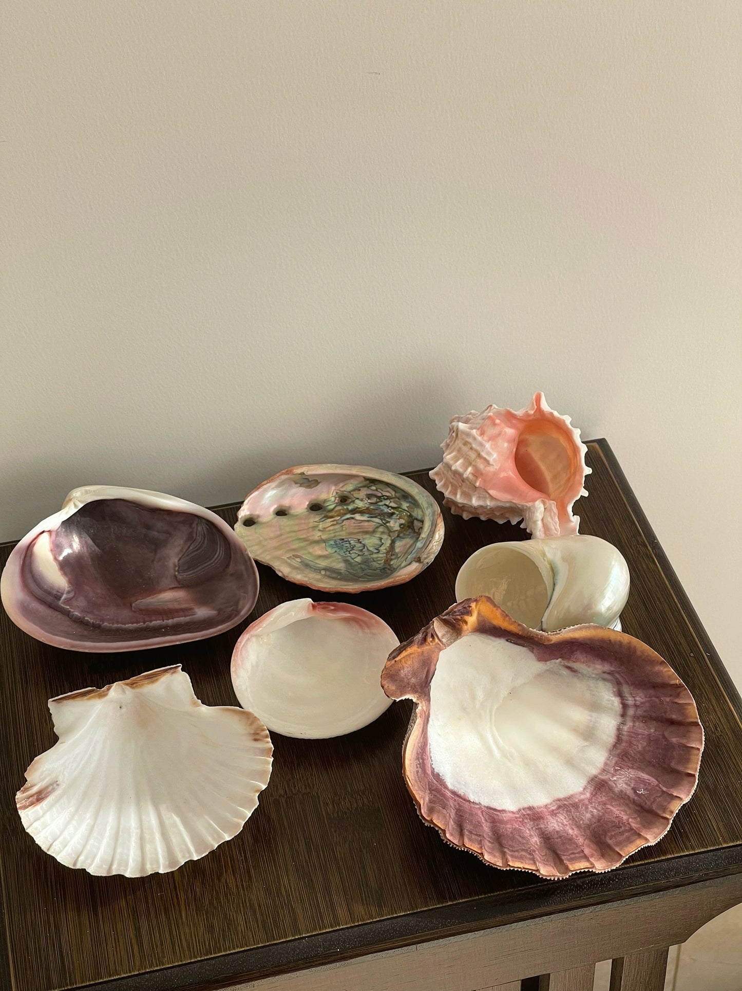 one shellglass