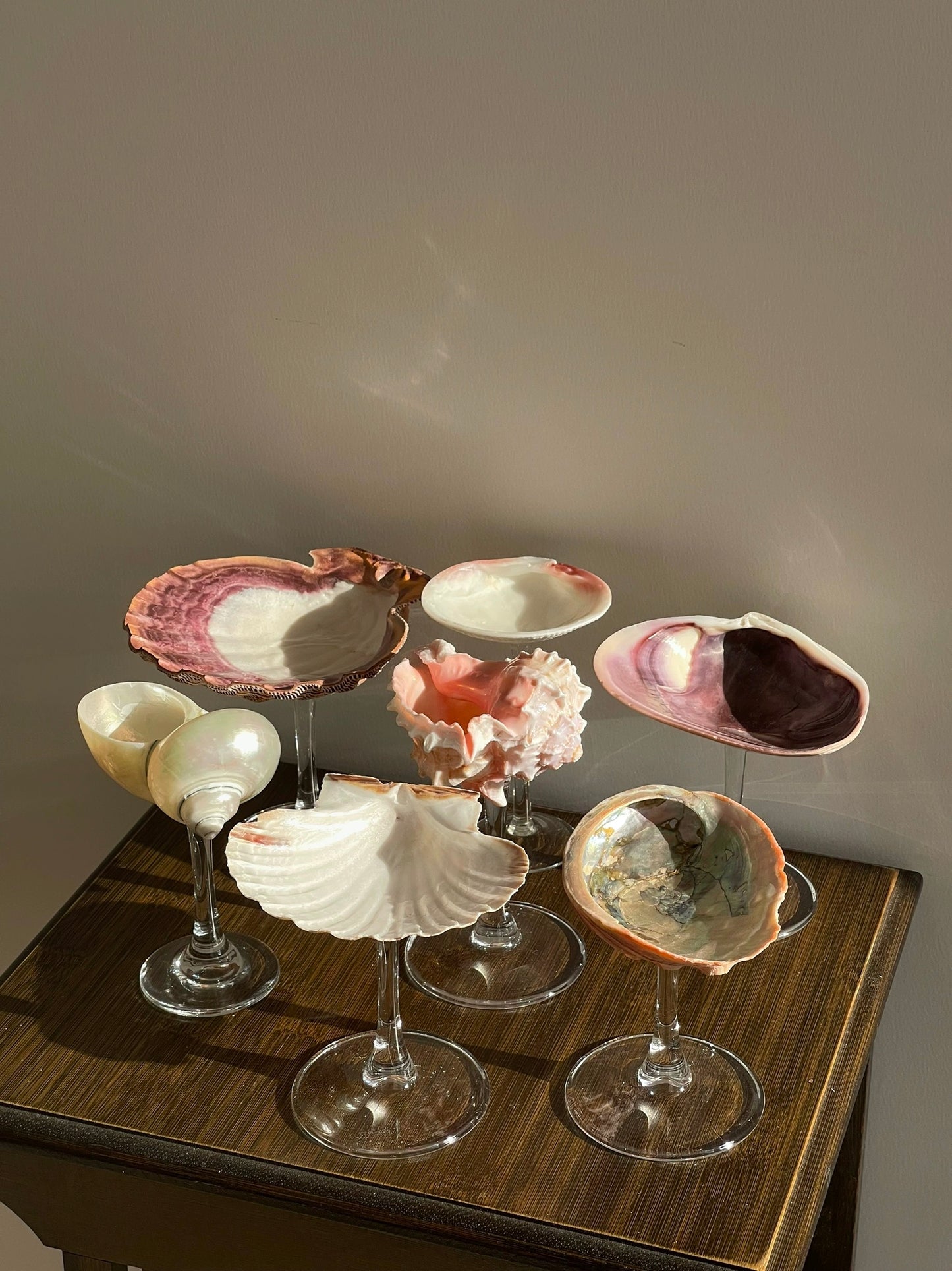 7 shellglass【A whole set】
